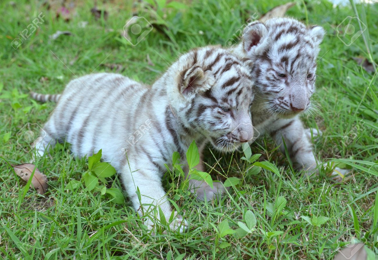 2 Bebe Tigre Blanco Que Juega En Hierba Fotos Retratos Imagenes Y Fotografia De Archivo Libres De Derecho Image