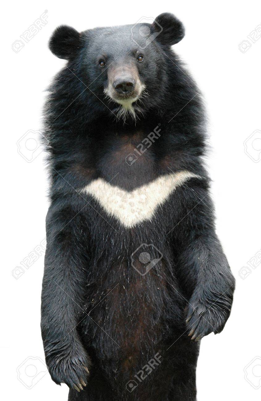 L Ours Noir Asiatique Isole Sur Fond Blanc Banque D Images Et Photos Libres De Droits Image