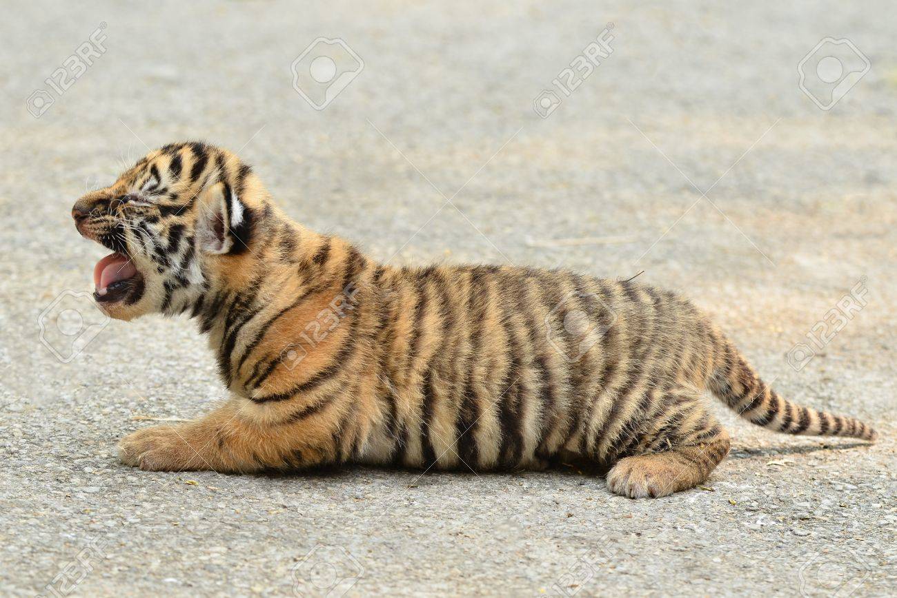 赤ちゃん動物園のベンガルトラ の写真素材 画像素材 Image 赤ちゃん動物園のベンガルトラ の写真素材 画像素材 Image