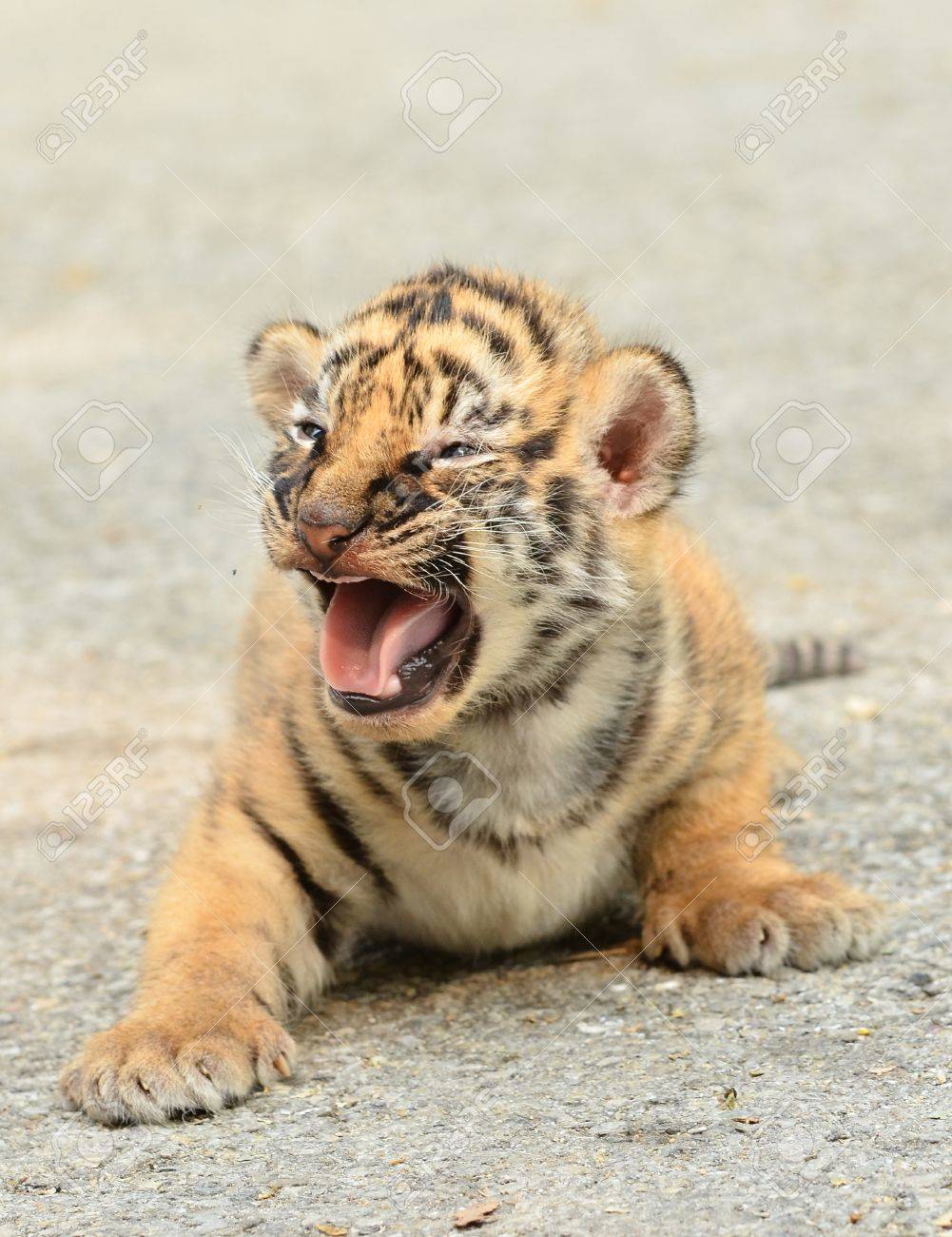 Bebe Tigre De Bengala En El Zoologico Fotos Retratos Imagenes Y Fotografia De Archivo Libres De Derecho Image