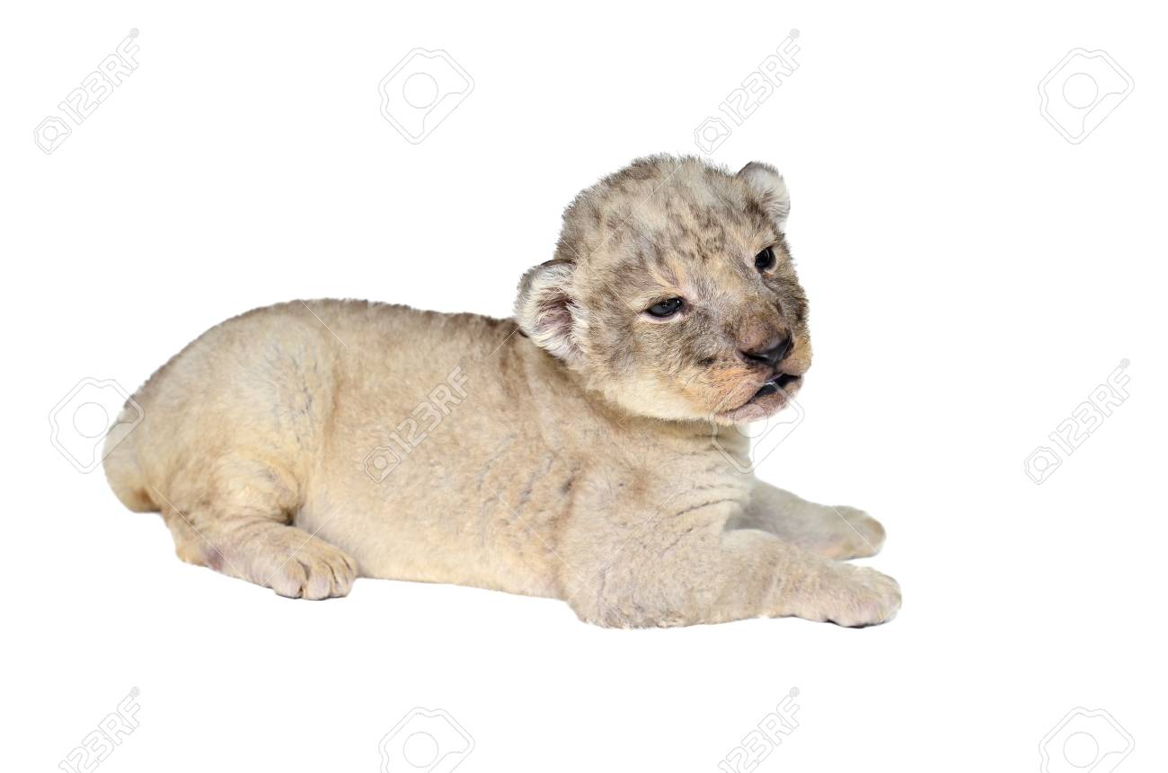 puma blanco animal bebe