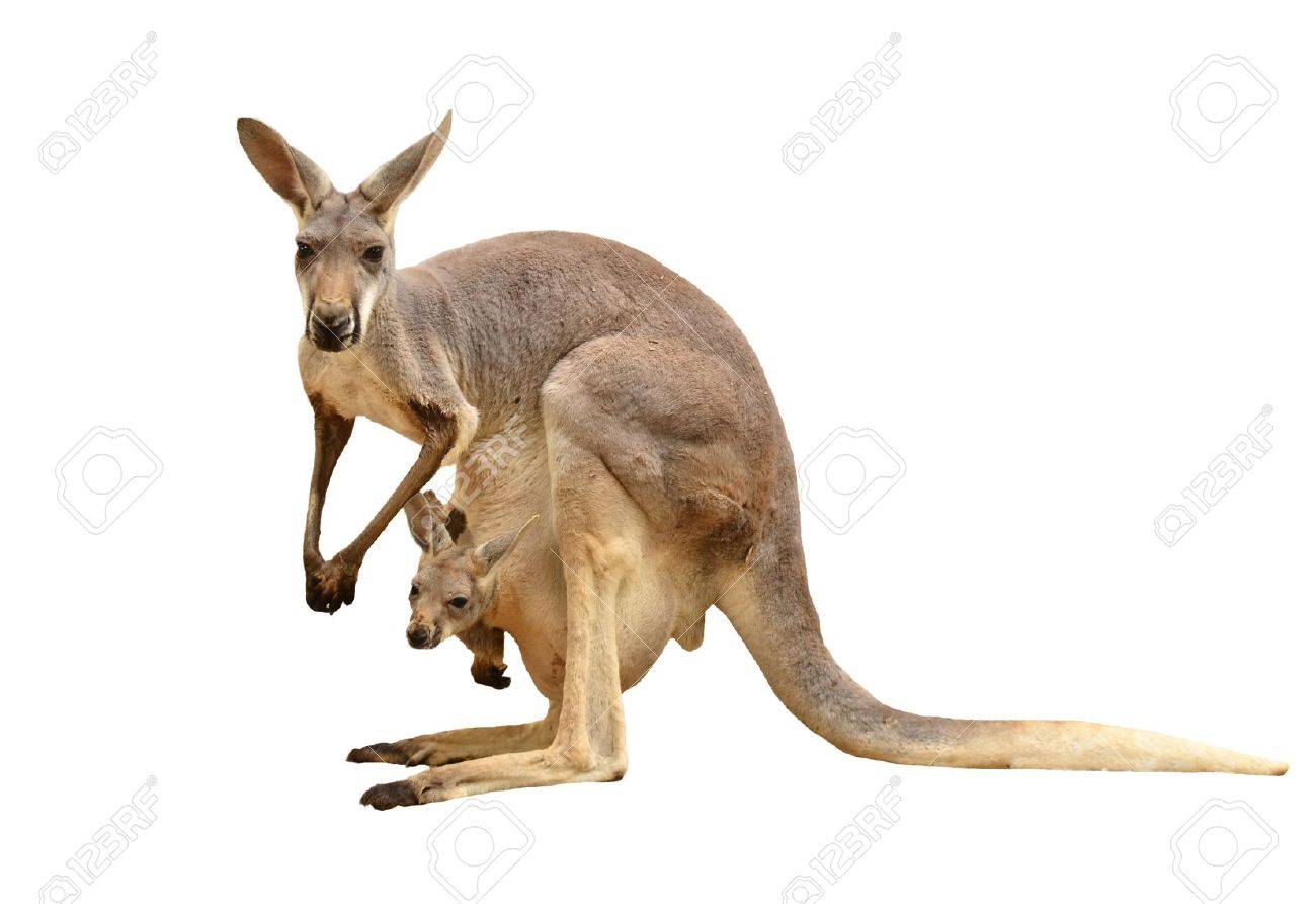 白い背景で隔離のカンガルー の写真素材 画像素材 Image