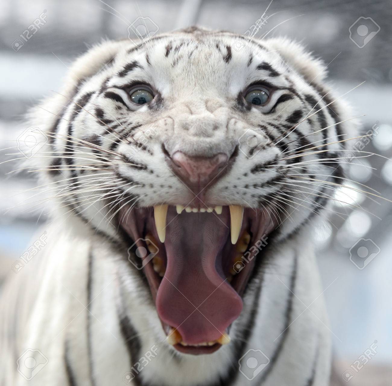 Picture Of White Bengal Tiger Aggressive Expression Stock Photo, Picture  and Royalty Free Image. Image 28998378., image size:1300x1279