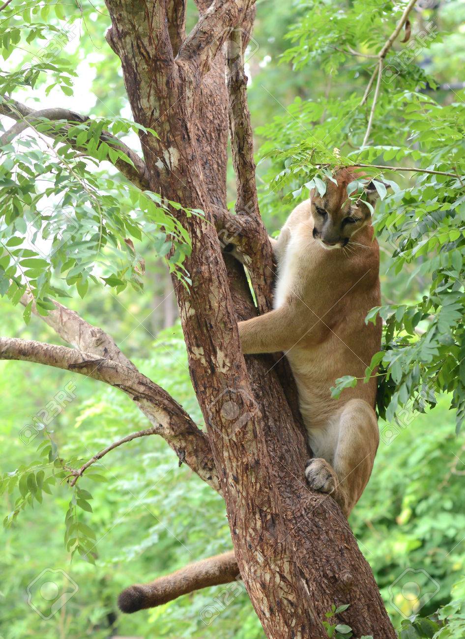 big cat climbing trees
