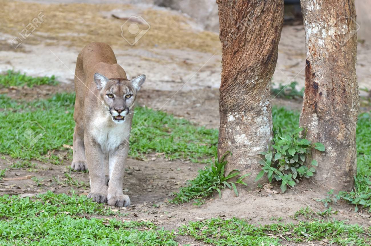 puma coguaro