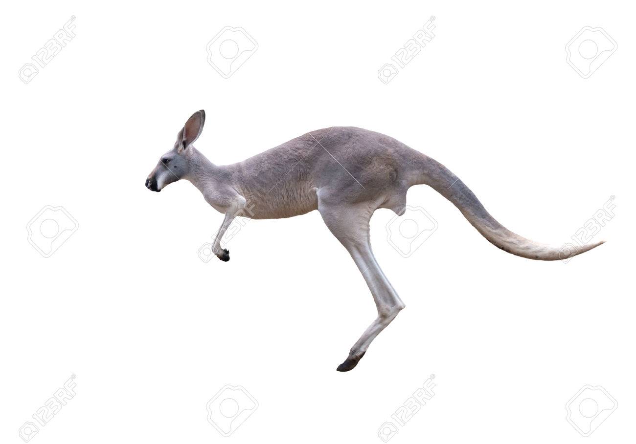 ジャンプの分離の白い背景の灰色のカンガルー の写真素材 画像素材 Image