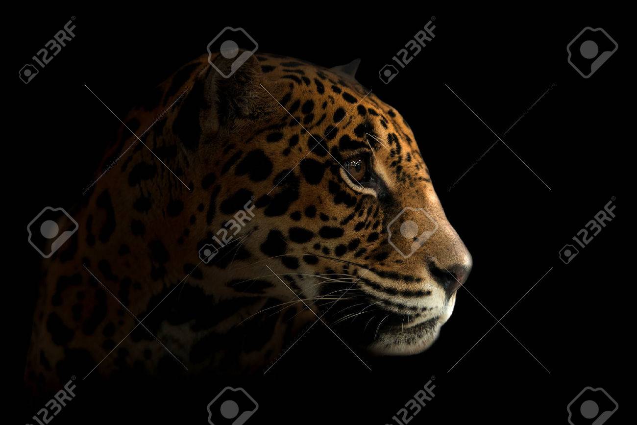 Jaguar Panthera Onca In The Dark Night Stock Photo 31498098 Jaguar Panthera Onca In The Dark Night Stock Photo 31498098