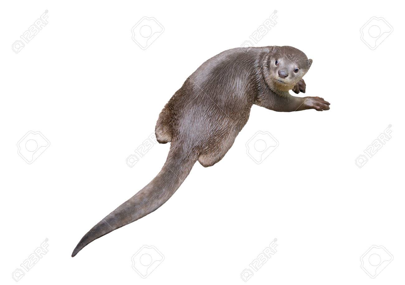 Loutre Enduit Lisse Lutrogale De Perspicillata Isolé Sur Fond Blanc - 