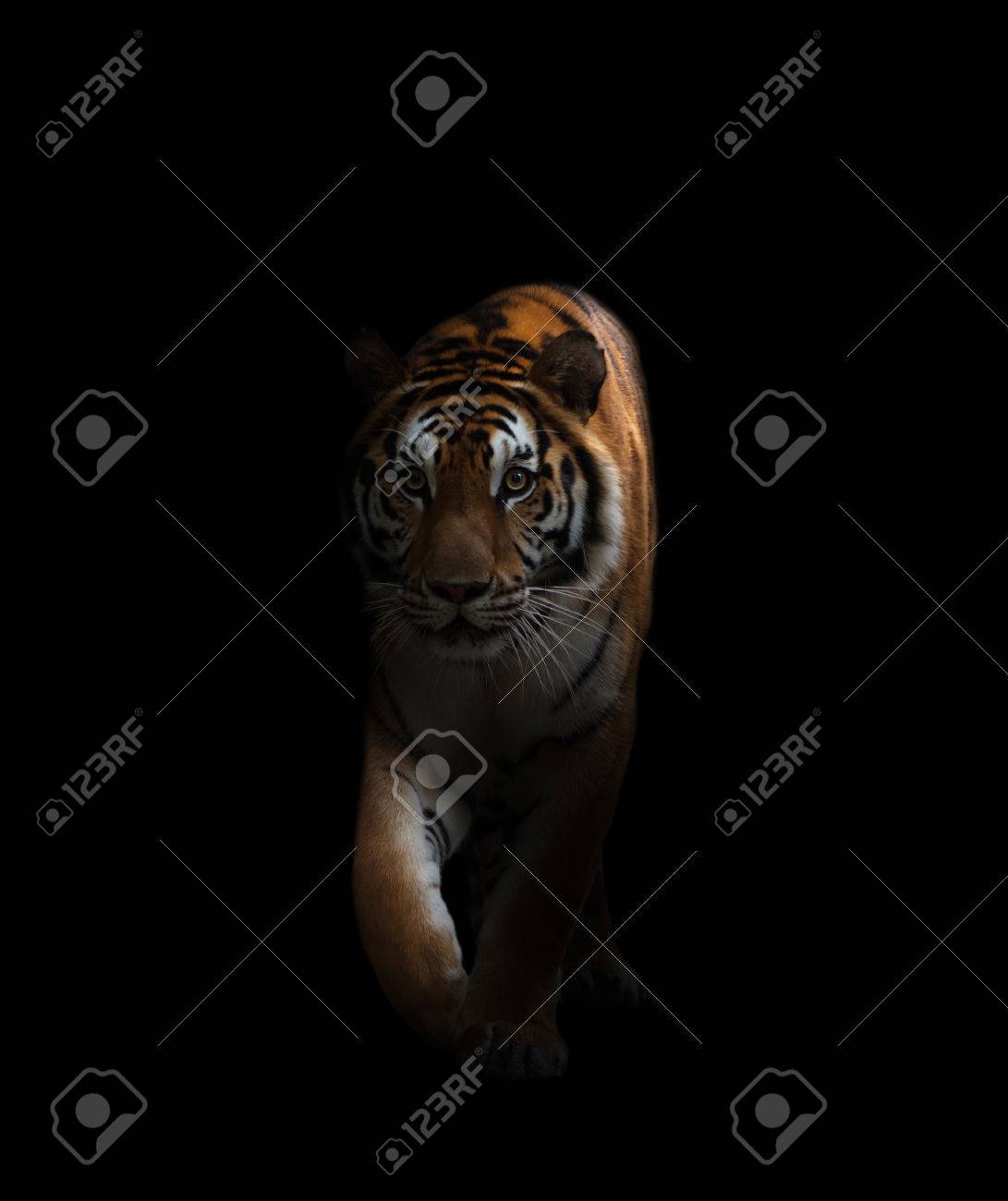 Ojos De Tigre Imagenes Y Fotos 123rf Ojos De Tigre Imagenes Y Fotos 123rf