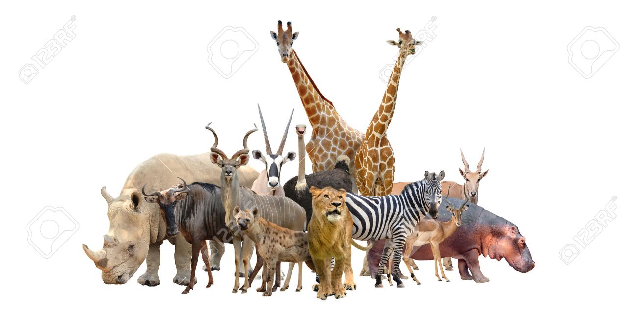 Group Of Africa Animals Isolated On White Background Stock Photo, Picture And Royalty Free Image. Image 40240712. Group Of Africa Animals Isolated On White Background Stock Photo, Picture And Royalty Free Image. Image 40240712.