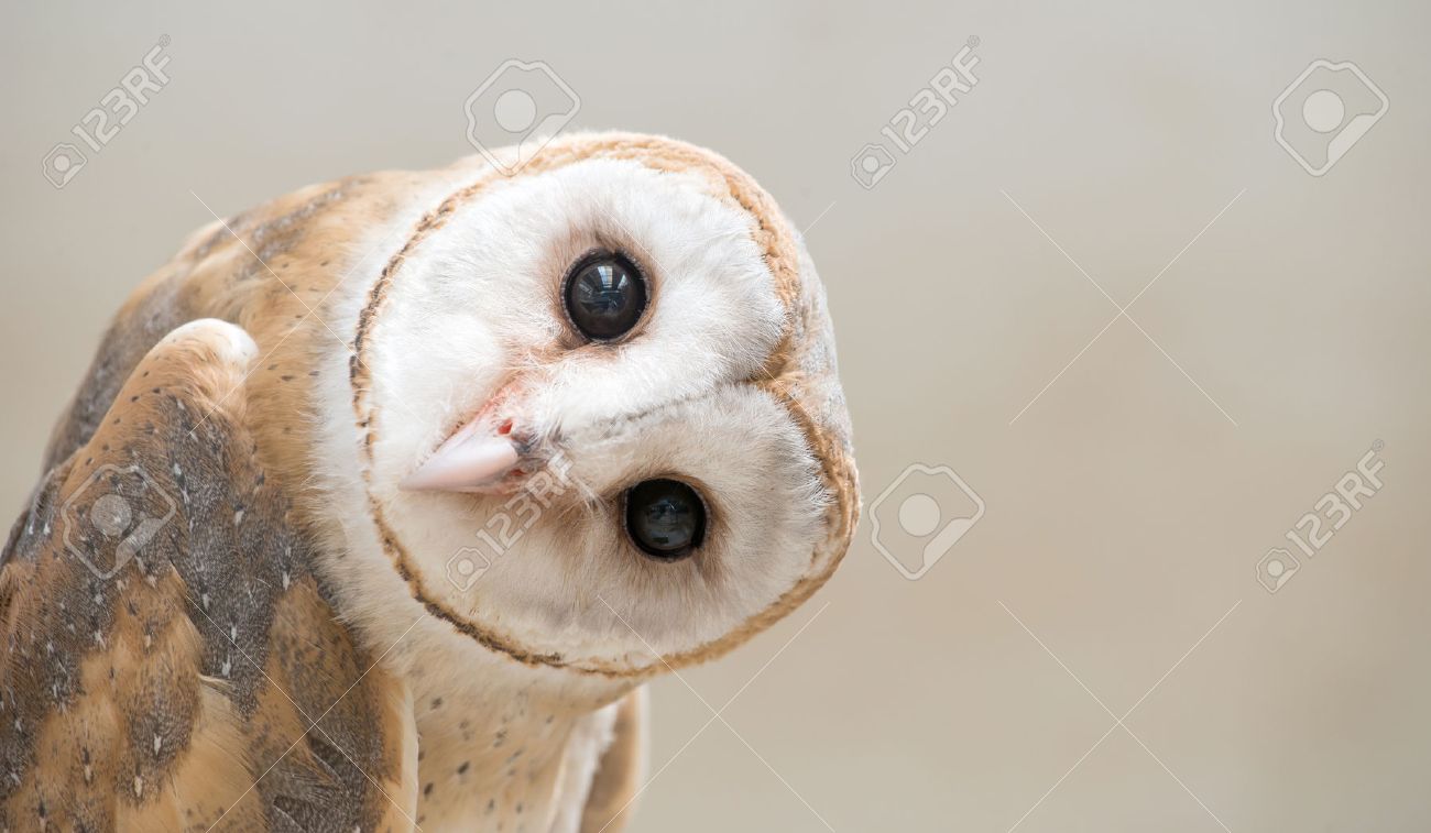 common barn owl ( Tyto albahead ) head close up - 54286307 common barn owl ( Tyto albahead ) head close up - 54286307