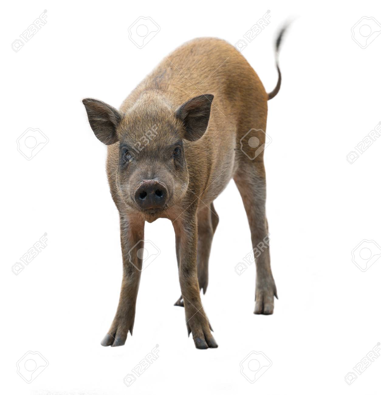 Big Butt Porn Clips Asian Wild Boar