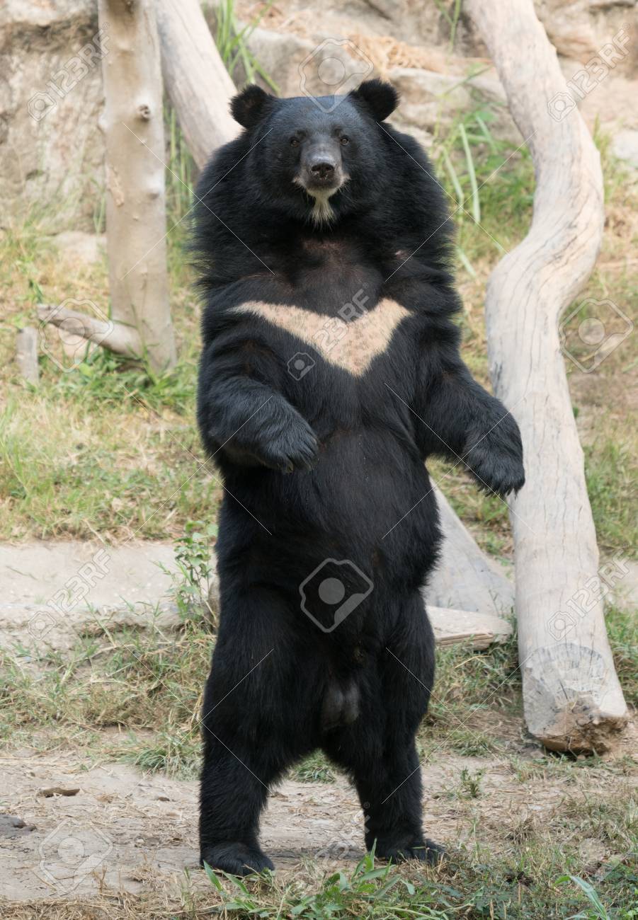 asiatic black bear in zoo stock photo picture and royalty free