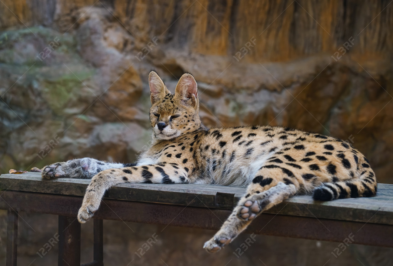 etiam-dictum-ipsum-a-felis