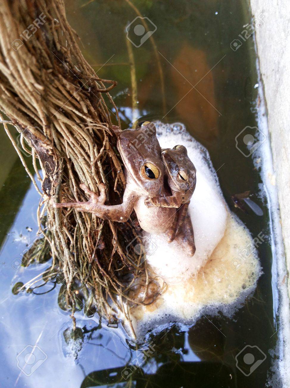 一般的な木のカエルの交尾と産卵 熱帯アジア タイ 動物の生殖システムのローカル動物の両生類共通木のカエルを繁殖しています の写真素材 画像素材 Image 5854 一般的な木のカエルの交尾と産卵 熱帯アジア タイ 動物の生殖システムのローカル動物の両生類共通木のカエルを繁殖しています の写真素材 画像素材 Image 5854