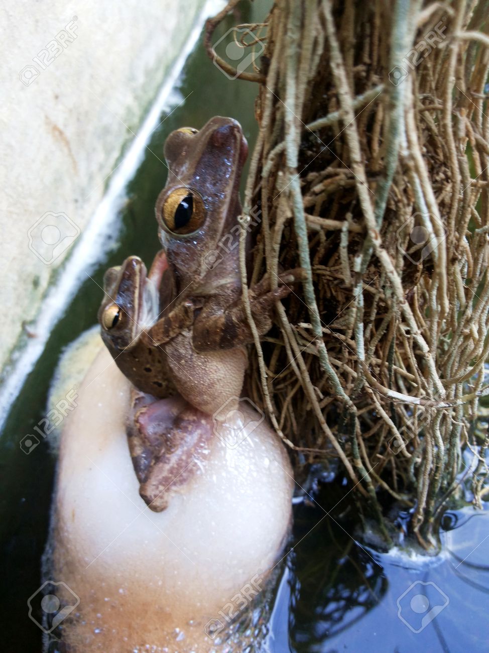 一般的な木のカエルの交尾と産卵 熱帯アジア タイ 動物の生殖システムのローカル動物の両生類共通木のカエルを繁殖しています の写真素材 画像素材 Image 5854 一般的な木のカエルの交尾と産卵 熱帯アジア タイ 動物の生殖システムのローカル動物の両生類共通木のカエルを繁殖しています の写真素材 画像素材 Image 5854