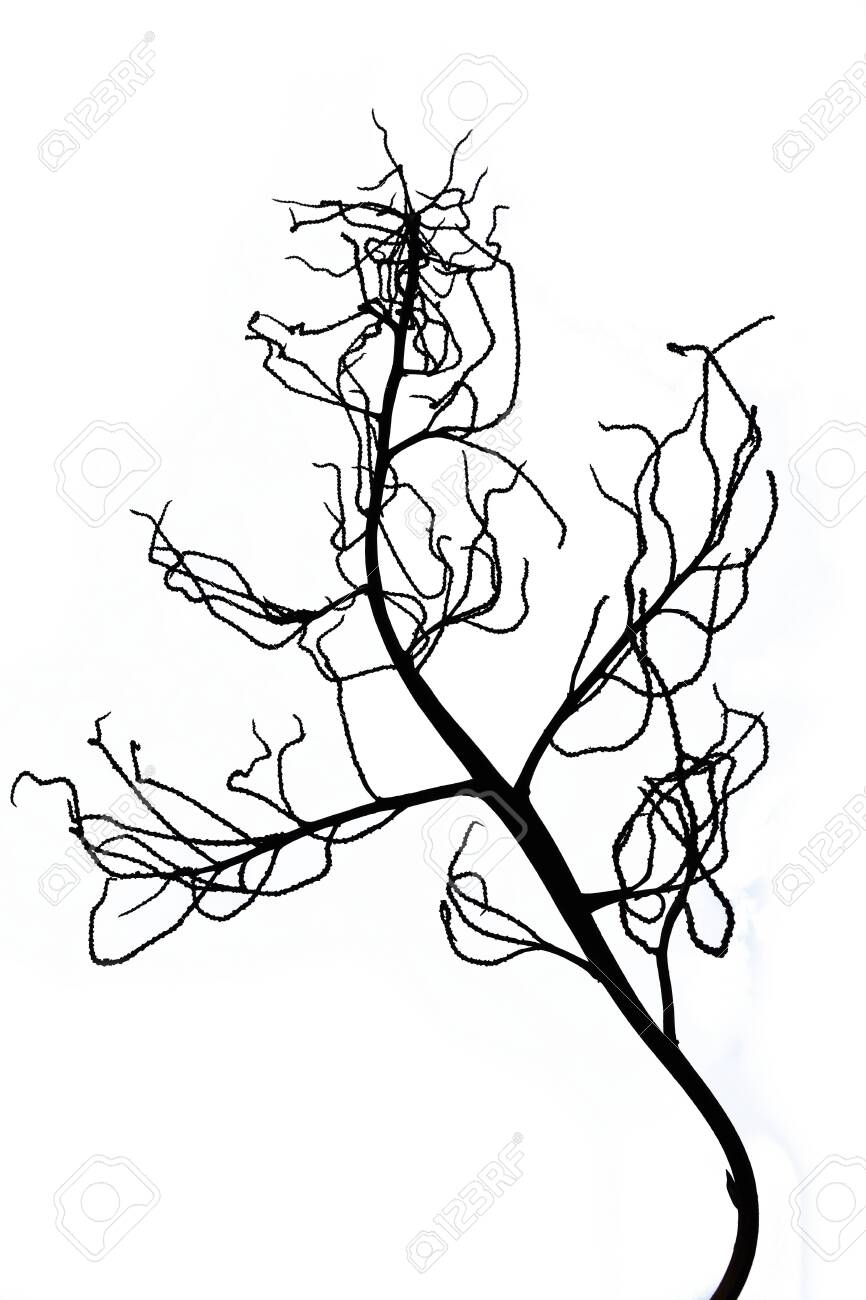 Scary black tree silhouette on white background, Branches without leaves - 151087881 Scary black tree silhouette on white background, Branches without leaves - 151087881