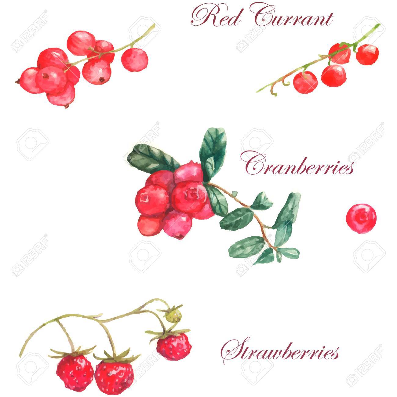 白い背景の上の別の果実と水彩イラスト チェリー クランベリー いちご のイラスト素材 ベクタ Image