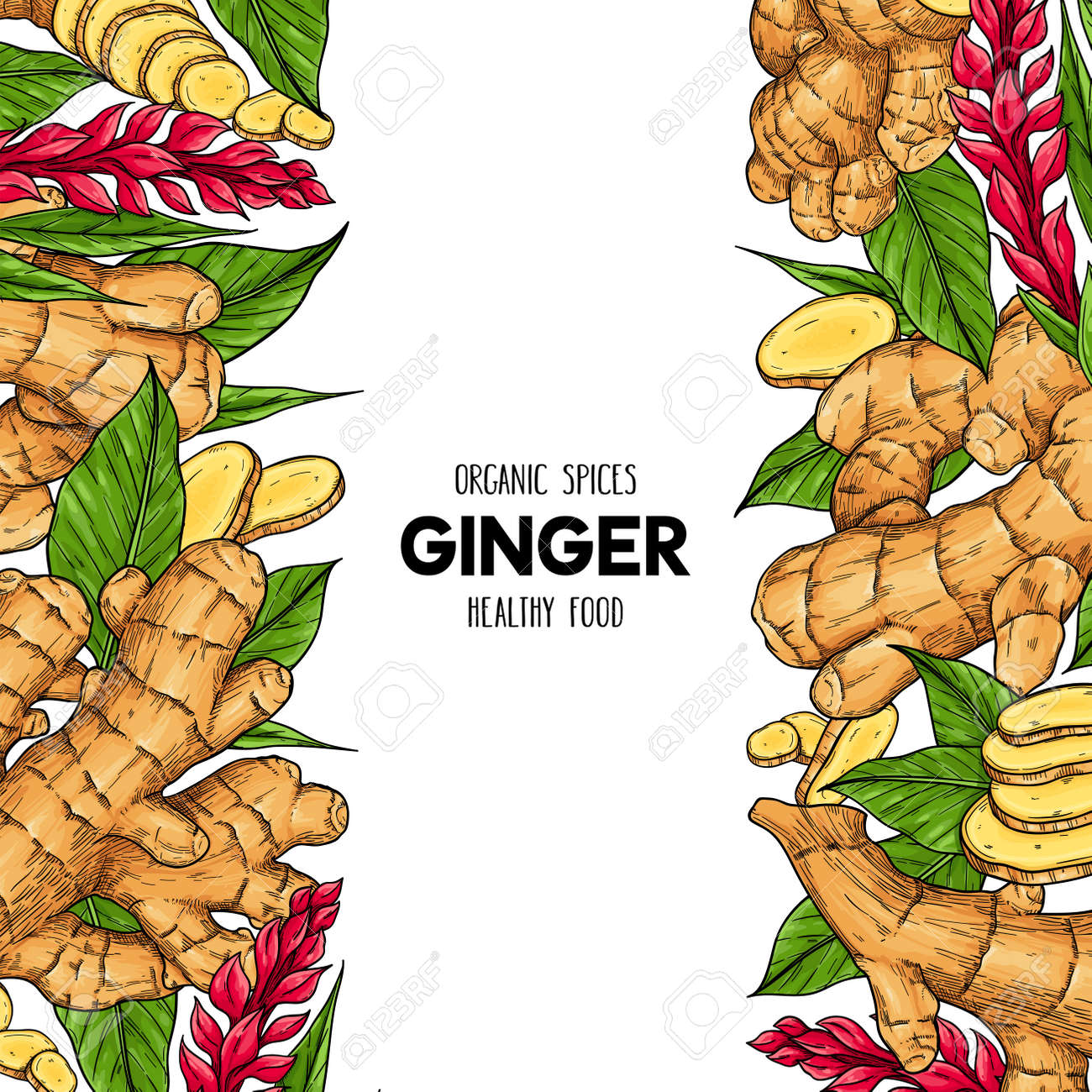 Vector hand drawn frame with organic ginger root, slices pieces, leaves and flower. Natural spices illustration - 156657825 Vector hand drawn frame with organic ginger root, slices pieces, leaves and flower. Natural spices illustration - 156657825