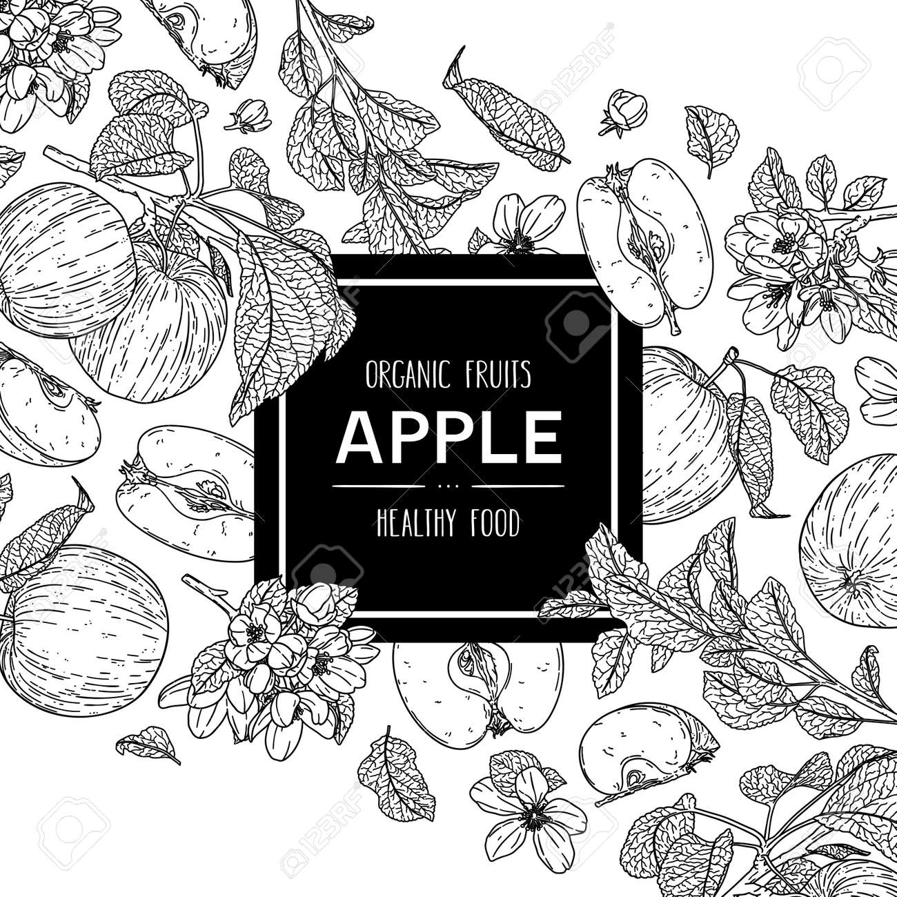 Vector hand drawn background with organic whole apple, half, flower, branch and leaves. Outline ink style illustration. - 168597261 Vector hand drawn background with organic whole apple, half, flower, branch and leaves. Outline ink style illustration. - 168597261