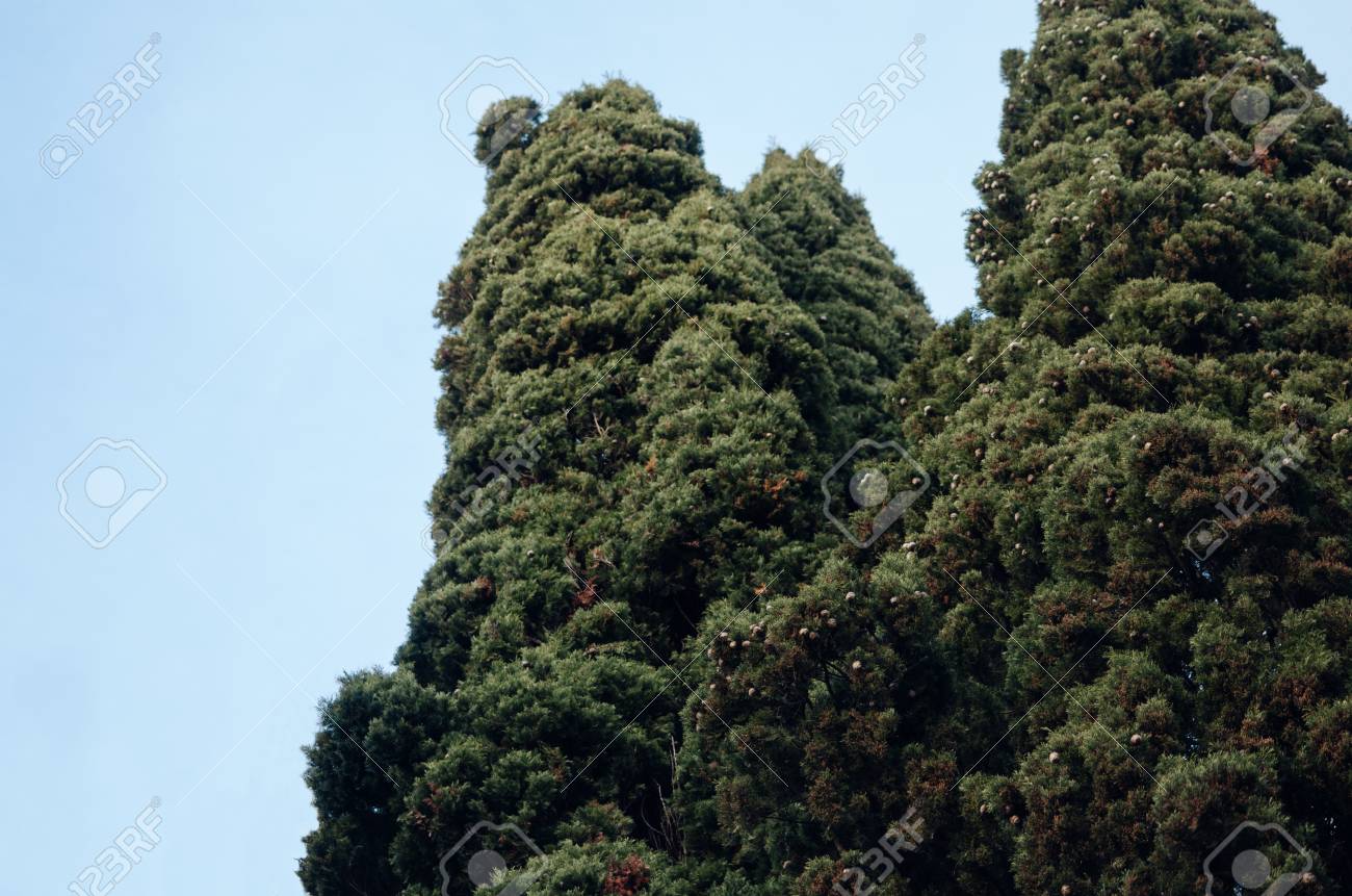 Thujas trees against the blue sky. Landscape. The sky is without clouds. Beautiful background. - 107192722 Thujas trees against the blue sky. Landscape. The sky is without clouds. Beautiful background. - 107192722