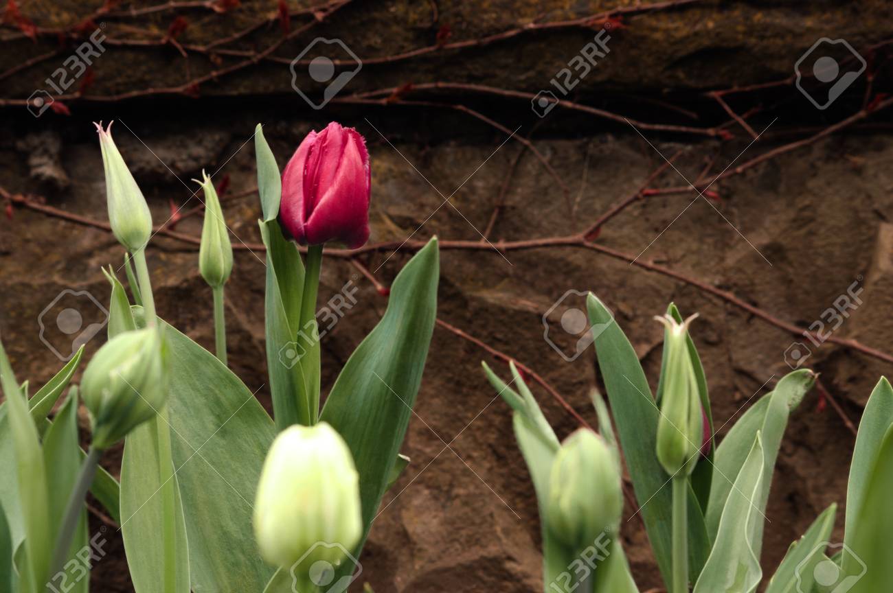 Crimson tulip and not blooming buds on a background of brown stone wall. Background. - 107192725 Crimson tulip and not blooming buds on a background of brown stone wall. Background. - 107192725