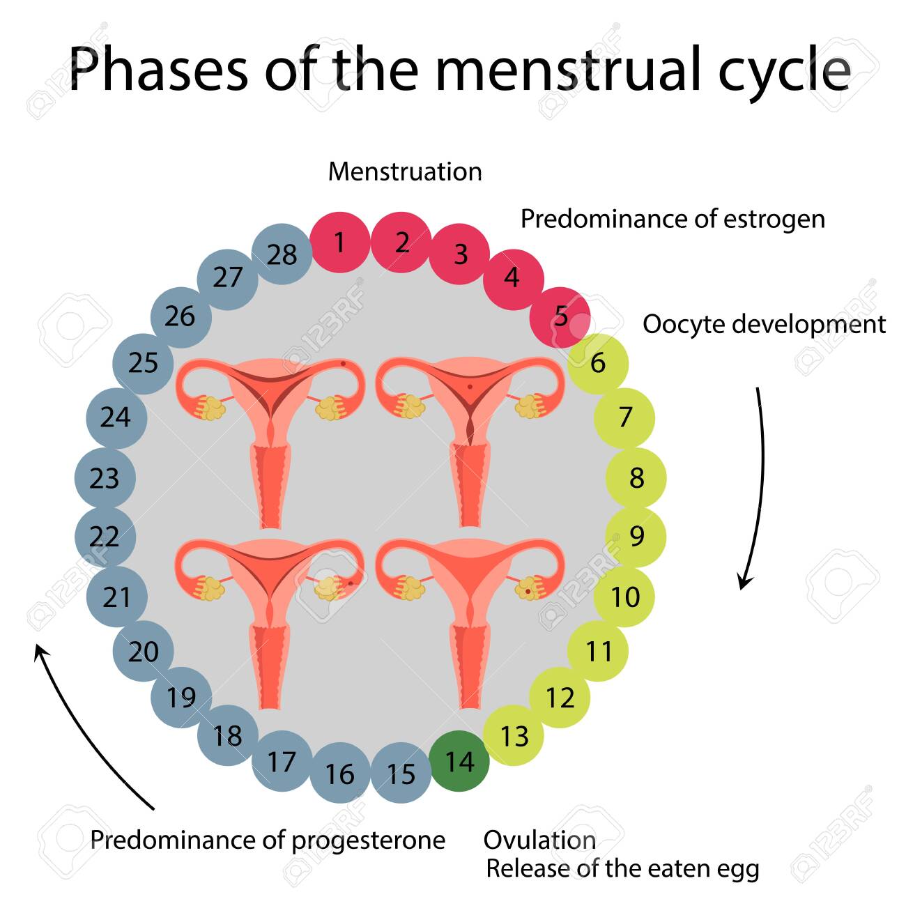 Vector Illustration Menstrual Cycle 28 Day Cycle Royalty Free Cliparts Vectors And Stock Illustration Image 152176014