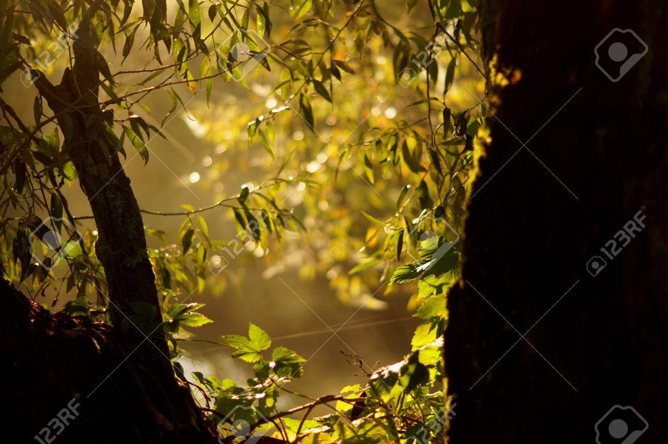 etiam-dictum-ipsum-a-felis