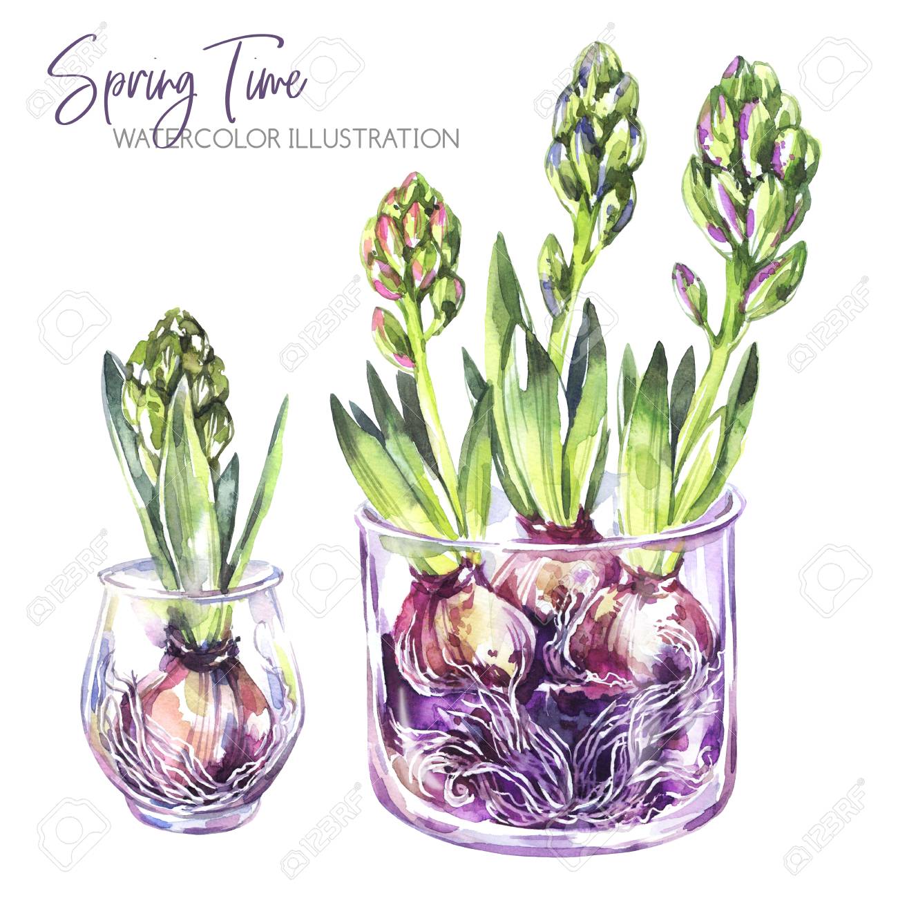 Watercolor Illustration Glass Vases With Hyacinth Seedlings