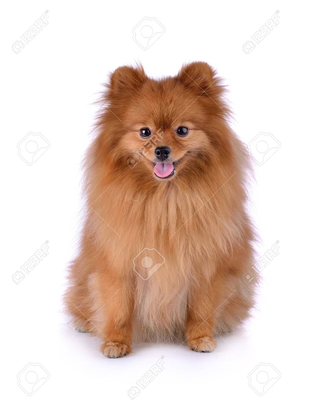 Petit Chien Rouge Couche Sur Un Fond Blanc Banque D Images Et Photos Libres De Droits Image Petit Chien Rouge Couche Sur Un Fond Blanc Banque D Images Et Photos Libres De Droits Image