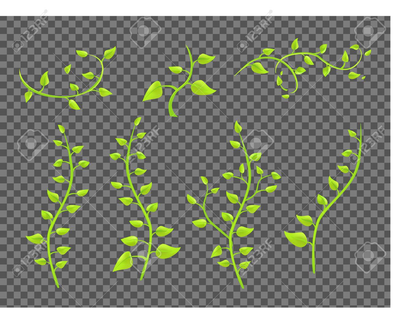 Ivy Twigs With Leaves On A Transparent Background Vector Royalty Free Cliparts Vectors And Stock Illustration Image Ivy Twigs With Leaves On A Transparent Background Vector Royalty Free Cliparts Vectors And Stock Illustration Image