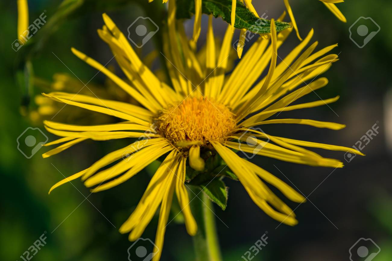 etiam-dictum-ipsum-a-felis