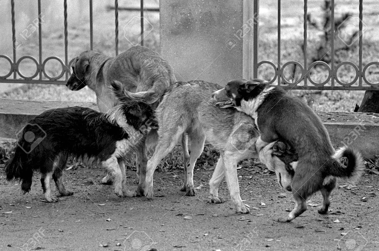 Acasalamento de caes Clearance