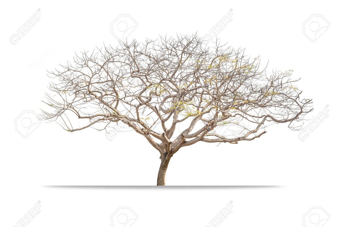 Giant Leafless tree isolated on white background - 56836403 Giant Leafless tree isolated on white background - 56836403