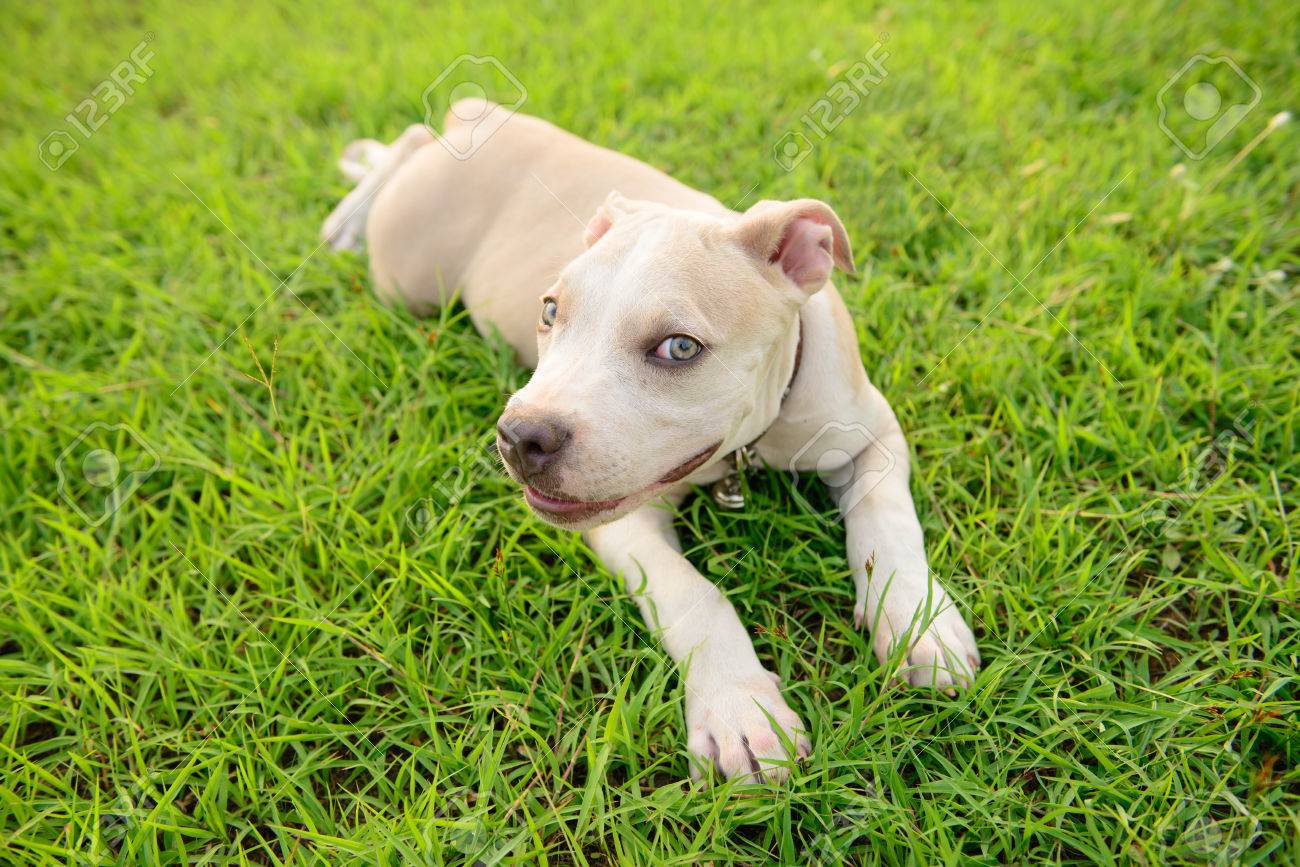 american pitbull terrier jumping american pitbull terrier muscular dog images u0026 stock pictures american pitbull terrier jumping american pitbull terrier muscular dog images u0026 stock pictures