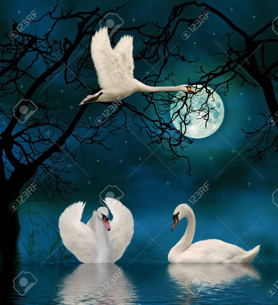 Swans By Moonlight >> Swans In The Moonlight Stock Photo Picture And Royalty Free Image Swans By Moonlight >> Swans In The Moonlight Stock Photo Picture And Royalty Free Image
