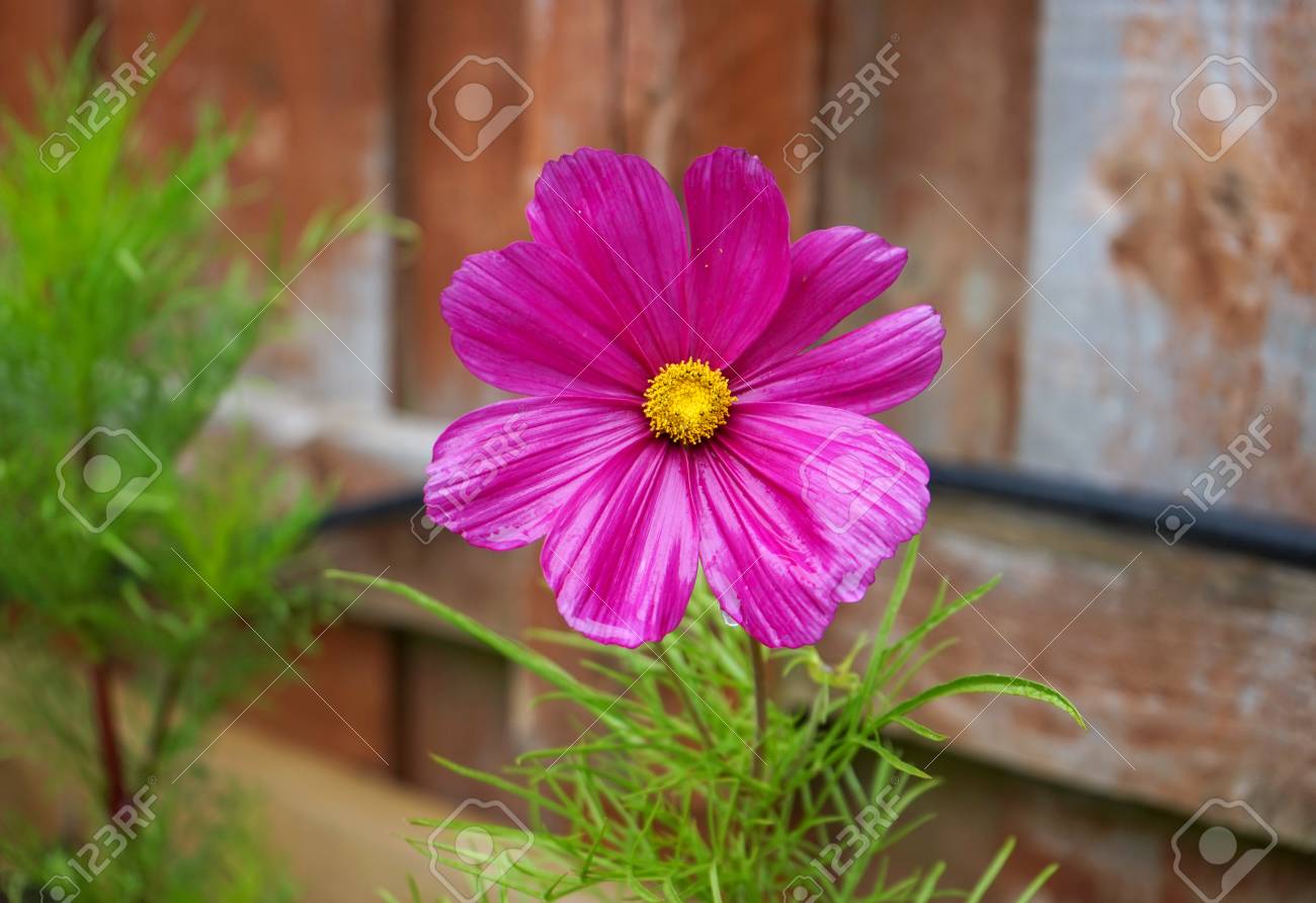 庭で夏の花に雨停止後ピンク色のコスモスの花の花びらに水滴 雨粒します の写真素材 画像素材 Image