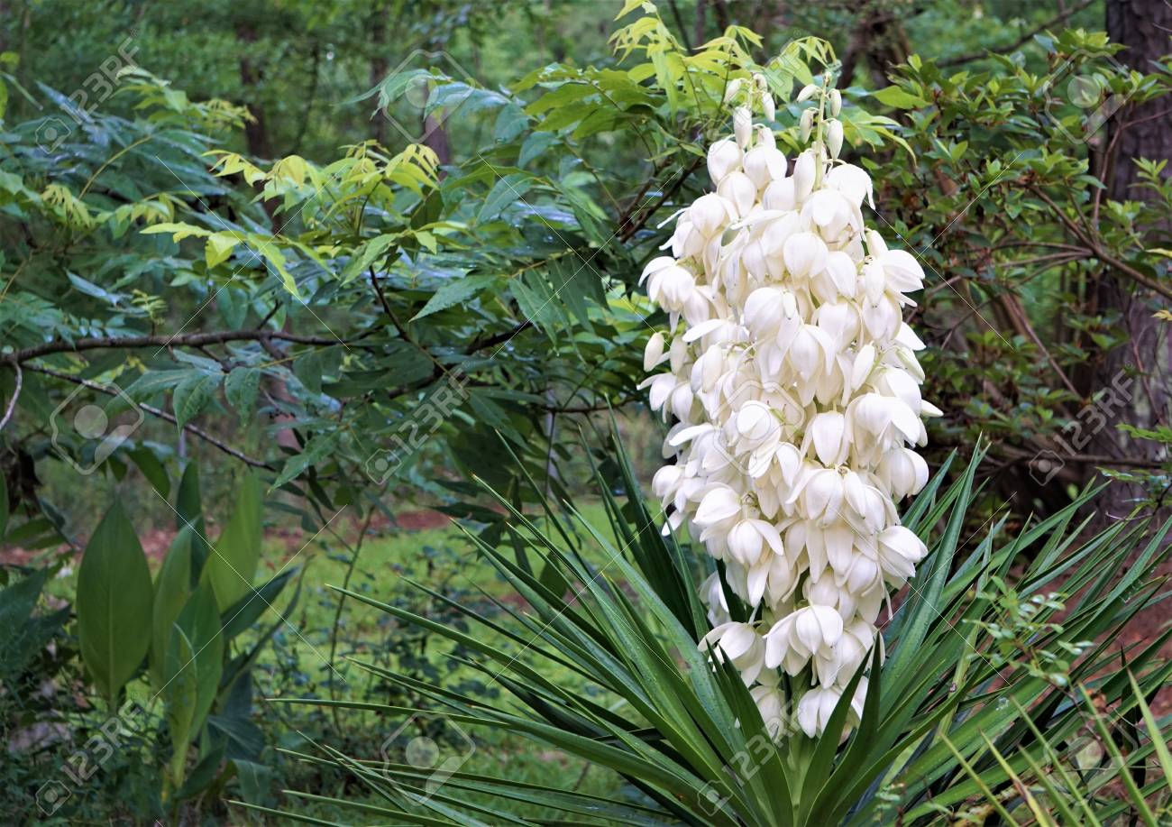Yucca plant (Yucca filamentosa) has sword,shape leaves, white..