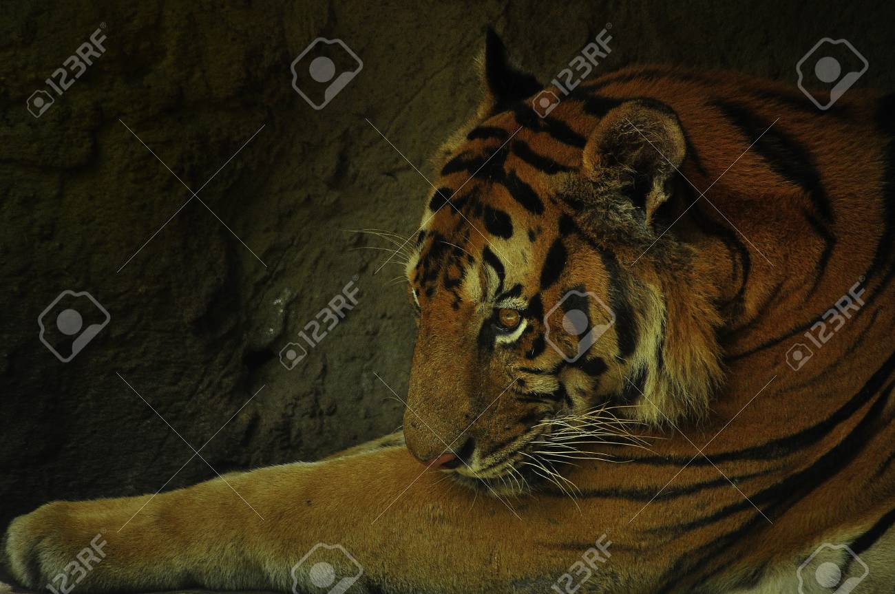 etiam-dictum-ipsum-a-felis