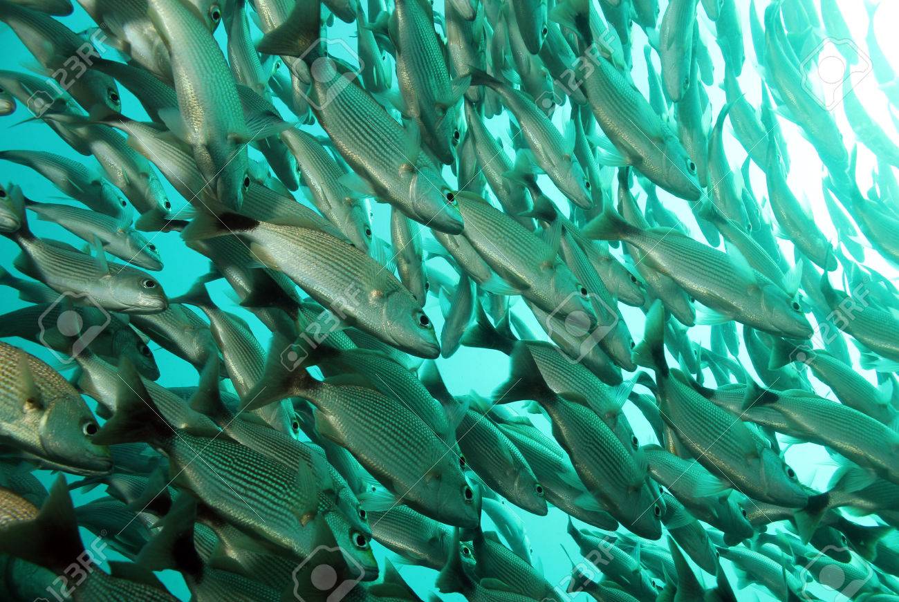 Caña feeder Clearance