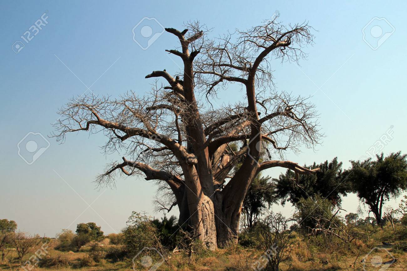 Free Through The Baobab Tree