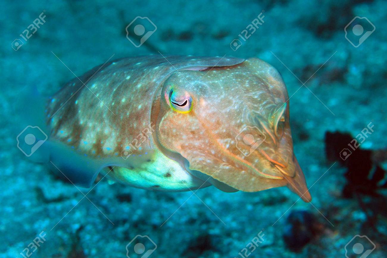 Broadclub Cuttlefish (Sepia Latimanus). Padang Bai, Bali, Indonesia Stock  Photo, Picture and Royalty Free Image. Image 74948751., image size:1300x867