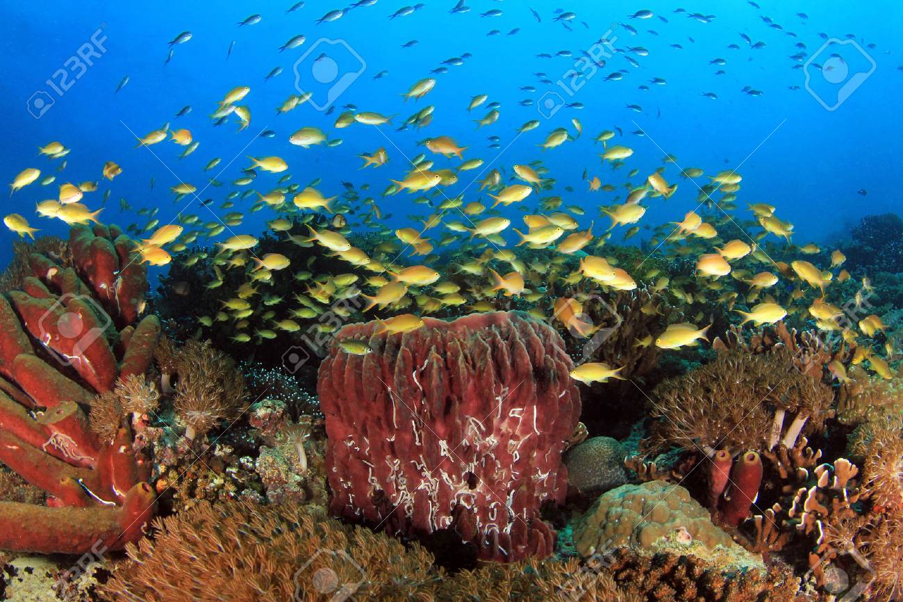 青い水に対する魚の学校とカラフルなサンゴ礁 ペスカドール島 モアボアル フィリピン の写真素材 画像素材 Image 青い水に対する魚の学校とカラフルなサンゴ礁 ペスカドール島 モアボアル フィリピン の写真素材 画像素材 Image