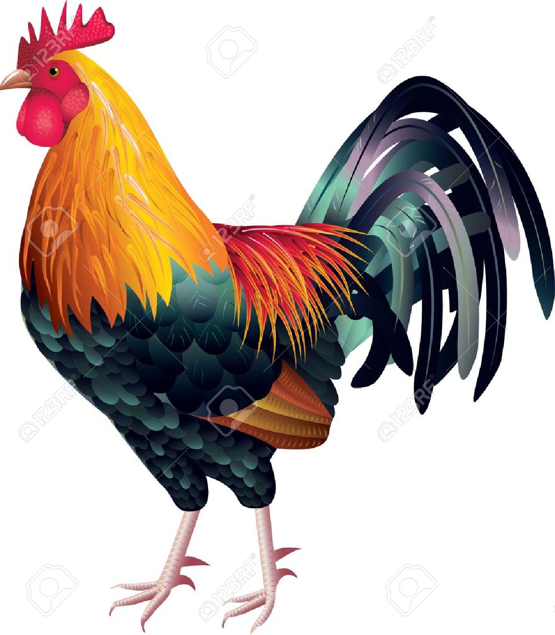 rooster photo realistic vector royalty free cliparts vectors and