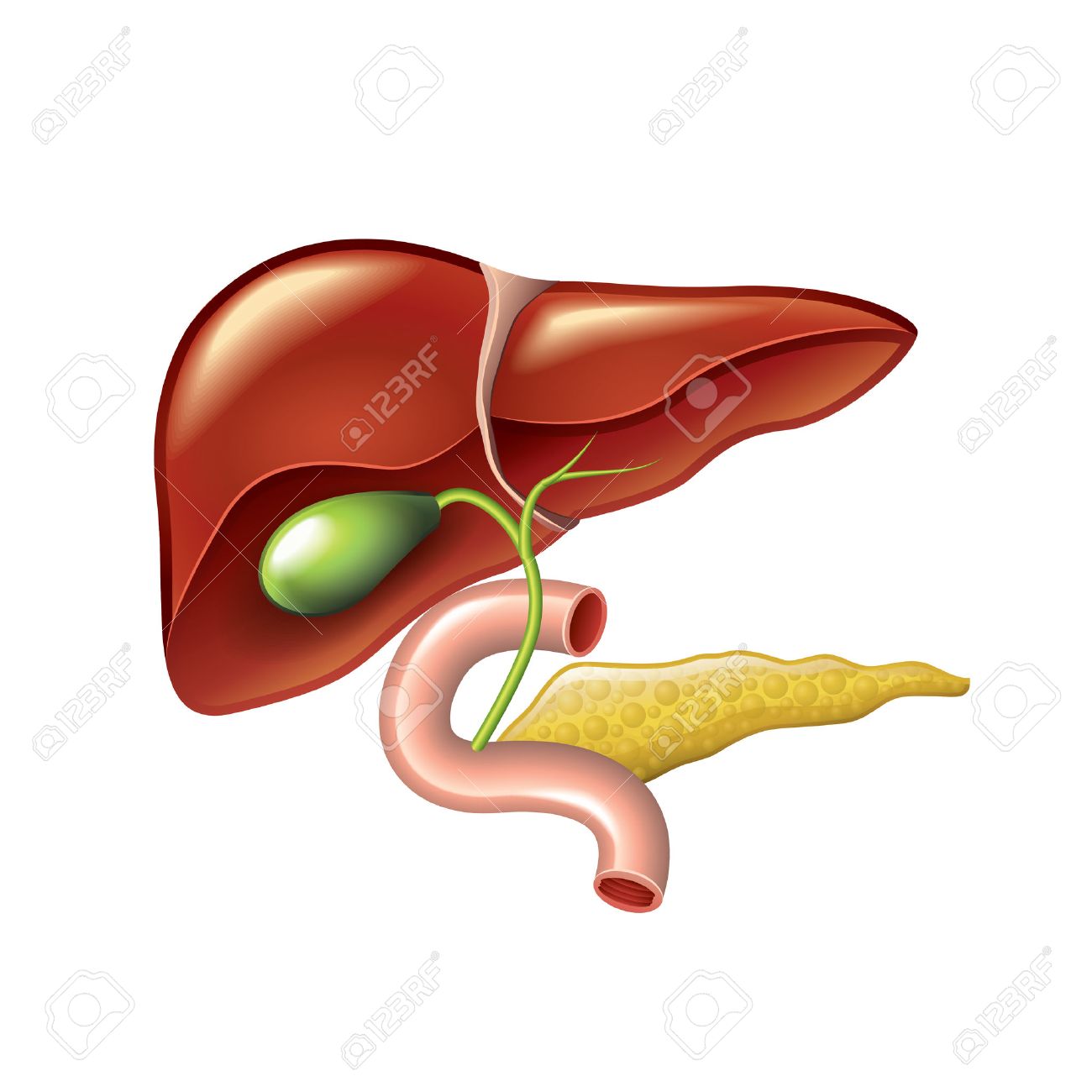 Human liver with gallbladder, duodenum and pancreas isolated vector illustration - 36278560 Human liver with gallbladder, duodenum and pancreas isolated vector illustration - 36278560