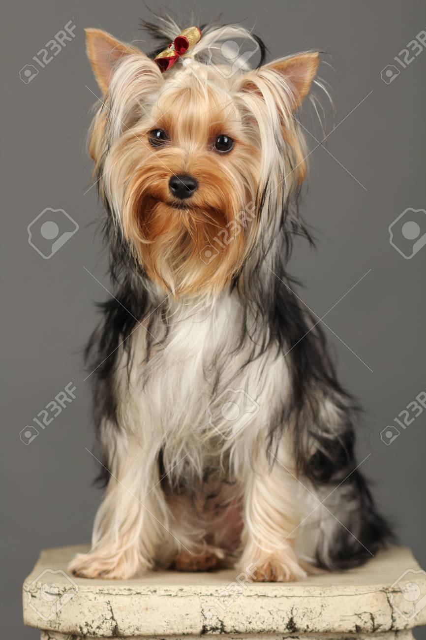 places to buy dog kennels near me