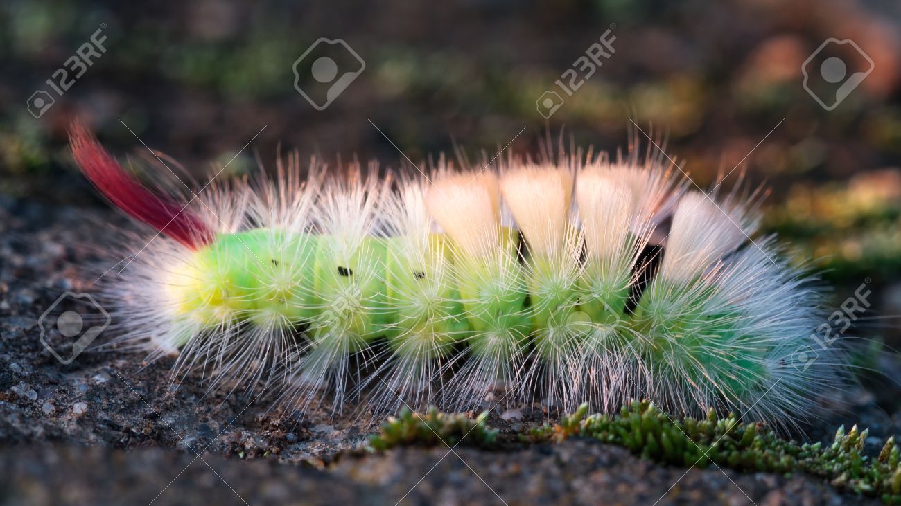 カラフルな毛虫カラフルな緑美しい美しい毛虫ヨーロッパの道秋の太陽光を設定 の写真素材 画像素材 Image