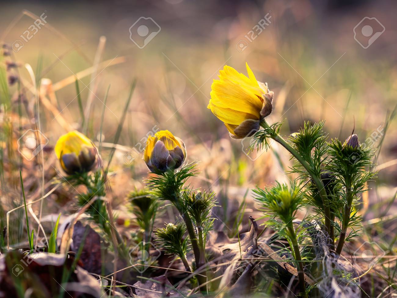 etiam-dictum-ipsum-a-felis