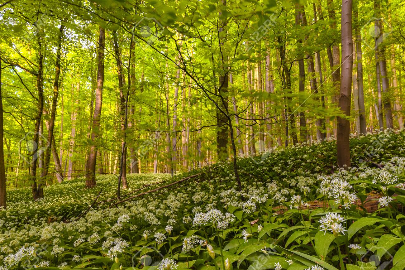 German Spring Forest Fresh Green Woods Blooming Wild Garlic Stock Photo Picture And Royalty Free Image Image
