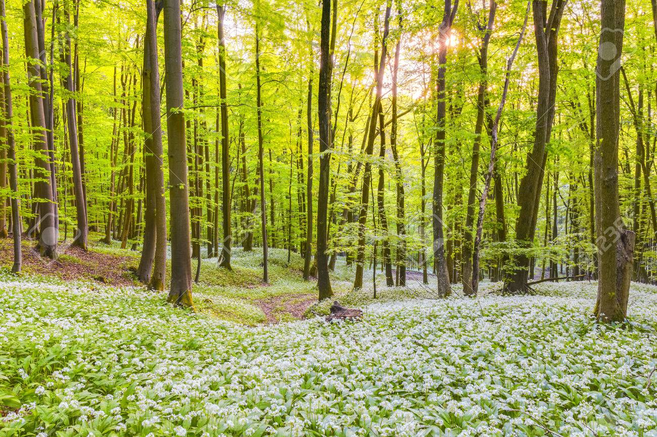 German Spring Forest Fresh Green Woods Blooming Wild Garlic Stock Photo Picture And Royalty Free Image Image